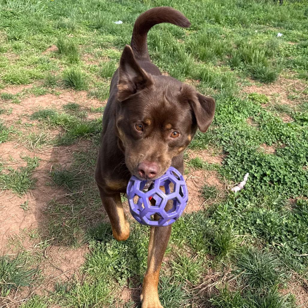 Enlarge Fozzie Bear, a Adoptable mixed breed in York, PA image 4/6