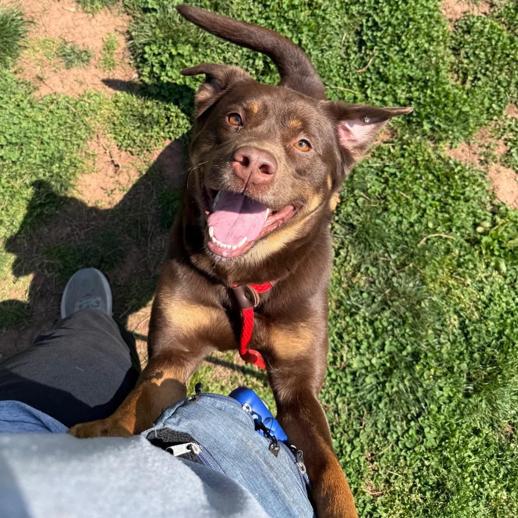 Enlarge Fozzie Bear, a Adoptable mixed breed in York, PA image 5/6