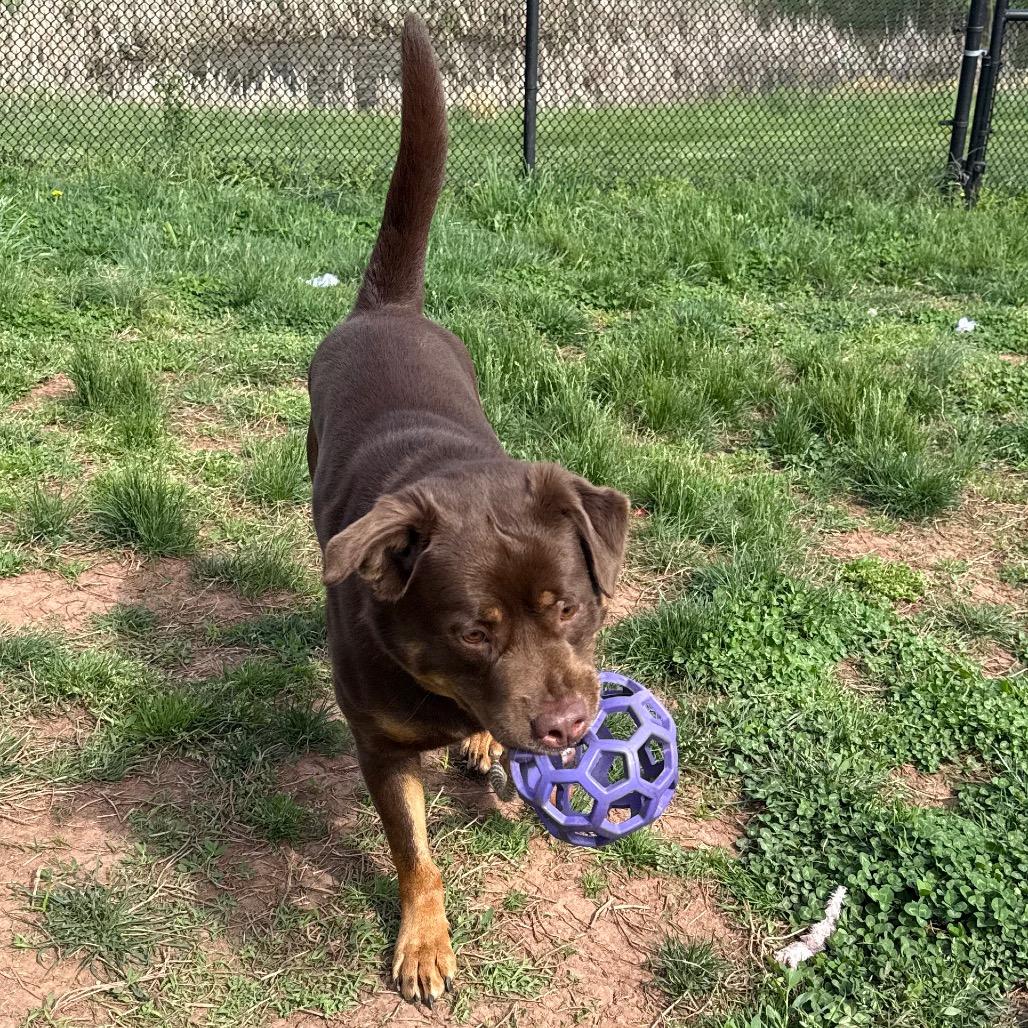 Enlarge Fozzie Bear, a Adoptable mixed breed in York, PA image 6/6