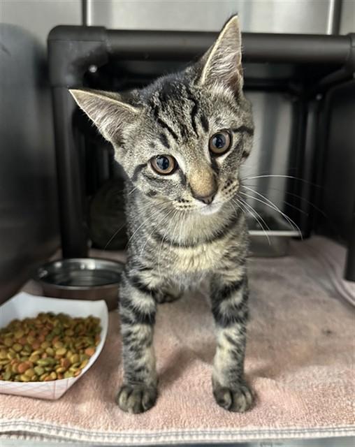 ZORO, Adoptable, Kitten Male Domestic Short Hair.