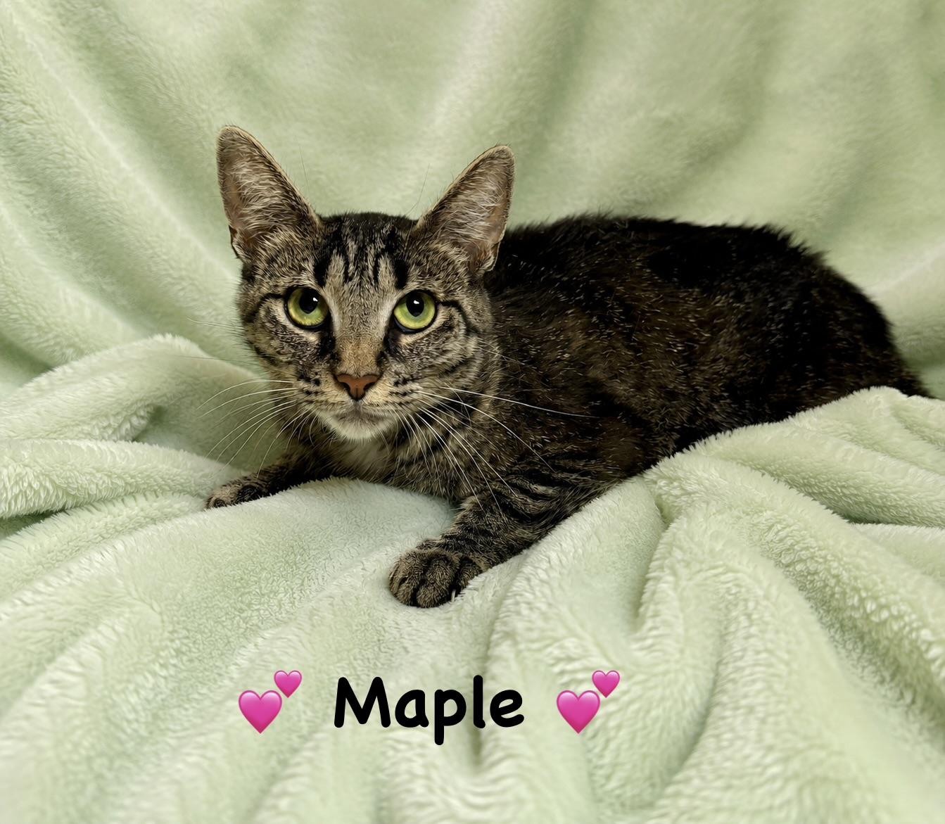 Maple, ADOPTABLE, Young Female Tabby.