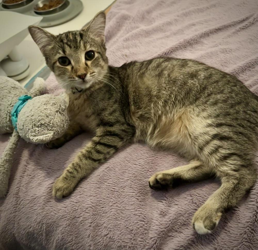 Cheeky Nando — thumbnail 3