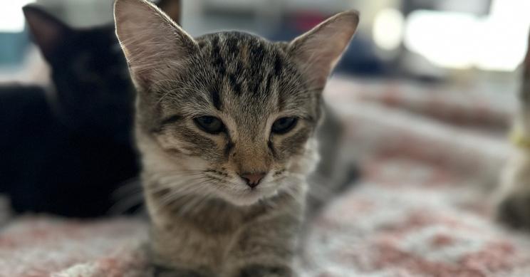 Enlarge Cheeky Nando, a Adopted mixed breed in Dallas, TX image 4/6