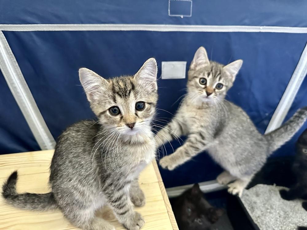 Cheeky Nando — thumbnail 5