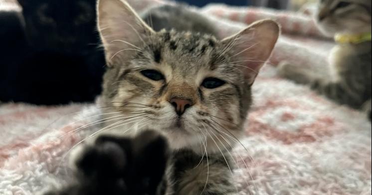 Cheeky Nando — thumbnail 6