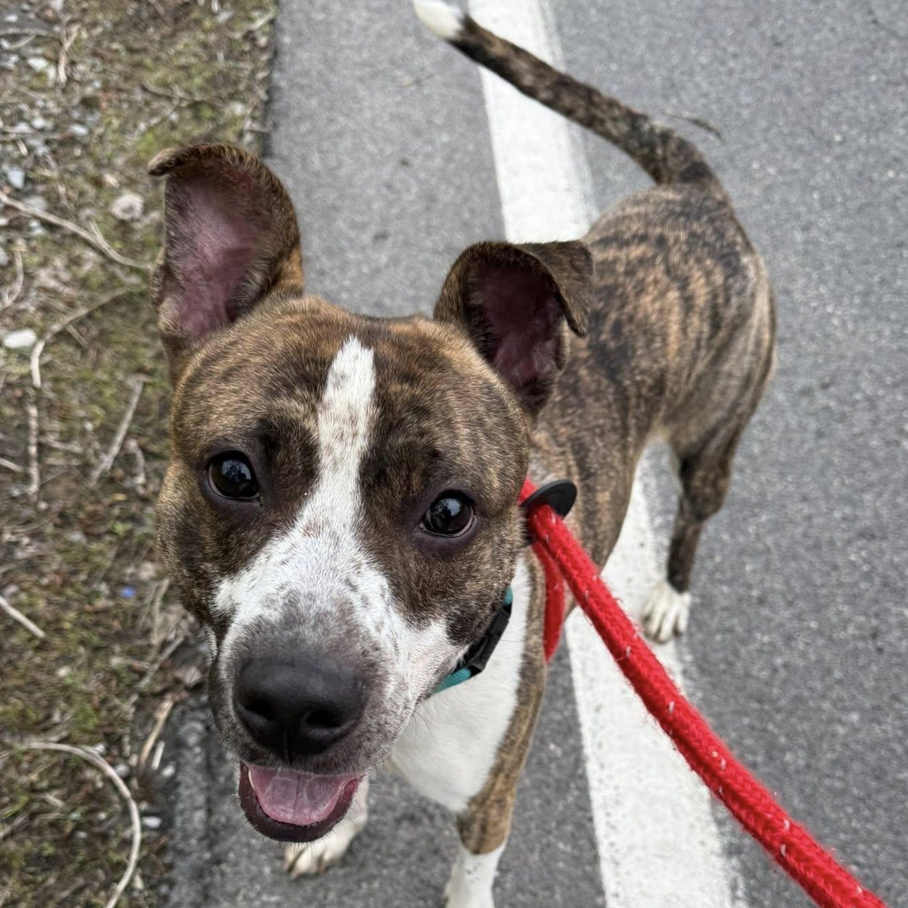 Boyd, a ADOPTABLE Terrier in North Syracuse, NY image 4/4