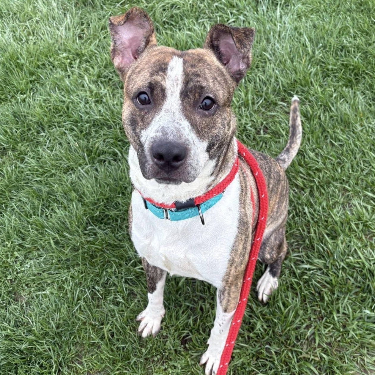 Boyd, a ADOPTABLE Terrier in North Syracuse, NY image 2/4