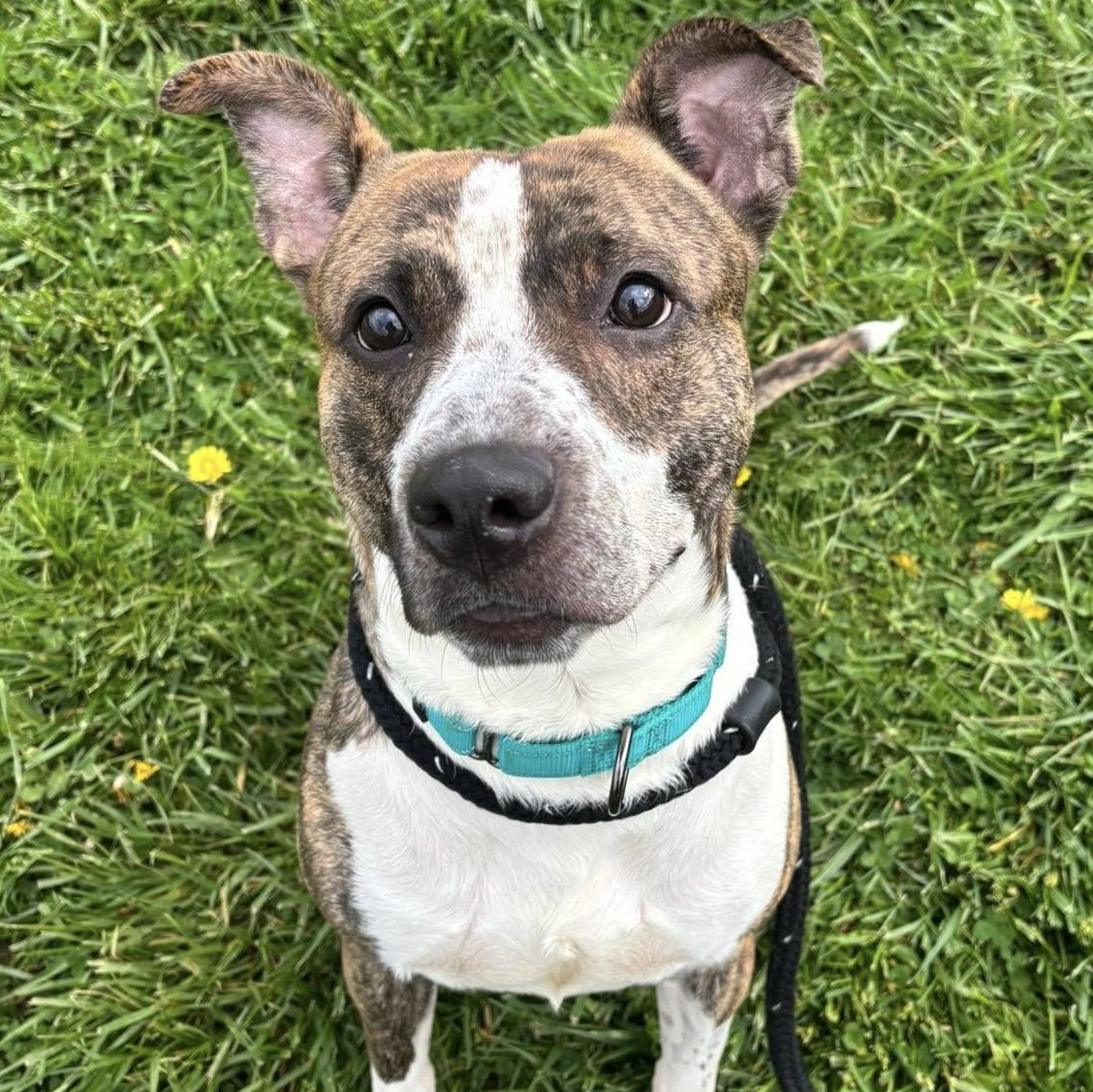 Boyd, a ADOPTABLE Terrier in North Syracuse, NY image 3/4