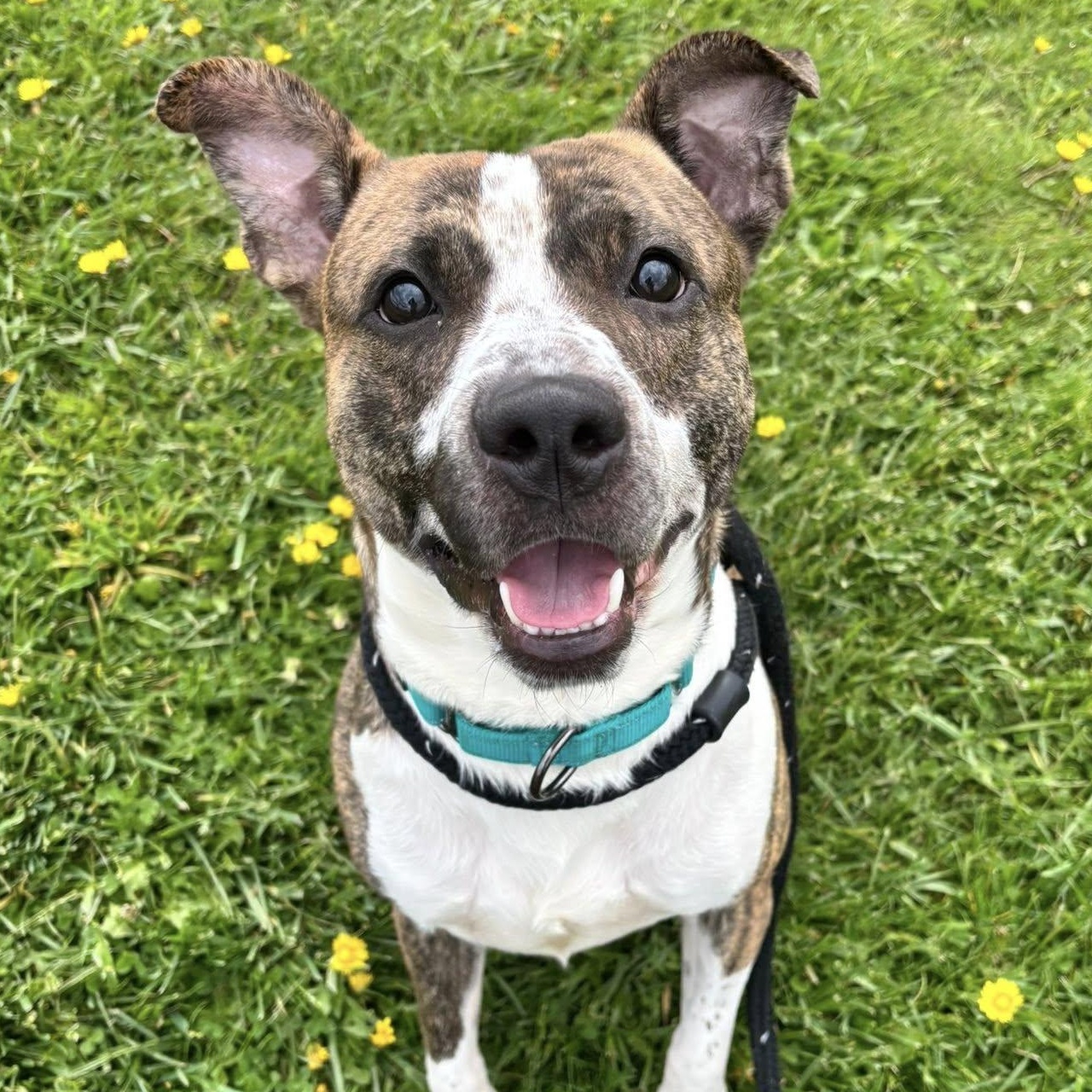Boyd, ADOPTABLE, Young Male Terrier.
