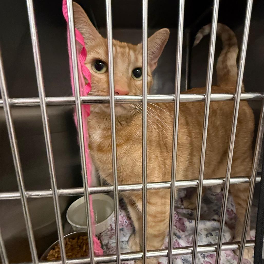 Enlarge Chuckie, a Adoptable Domestic Short Hair in Pasadena , MD image 1/4