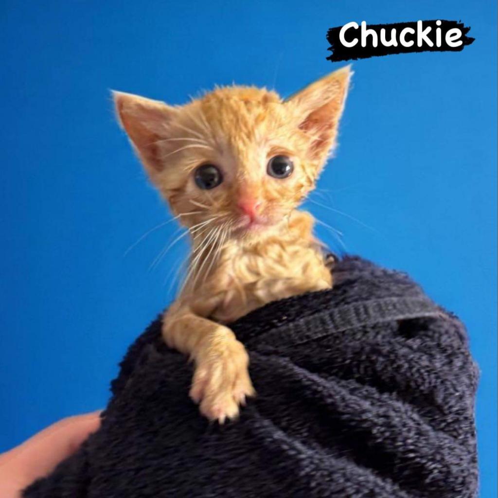 Enlarge Chuckie, a Adoptable Domestic Short Hair in Pasadena , MD image 2/4