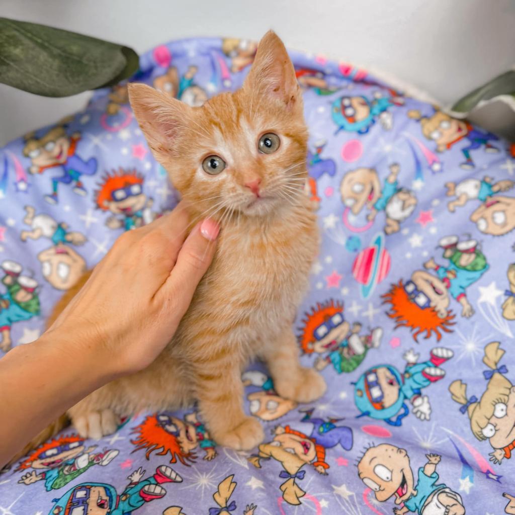 Enlarge Chuckie, a Adoptable Domestic Short Hair in Pasadena , MD image 3/4