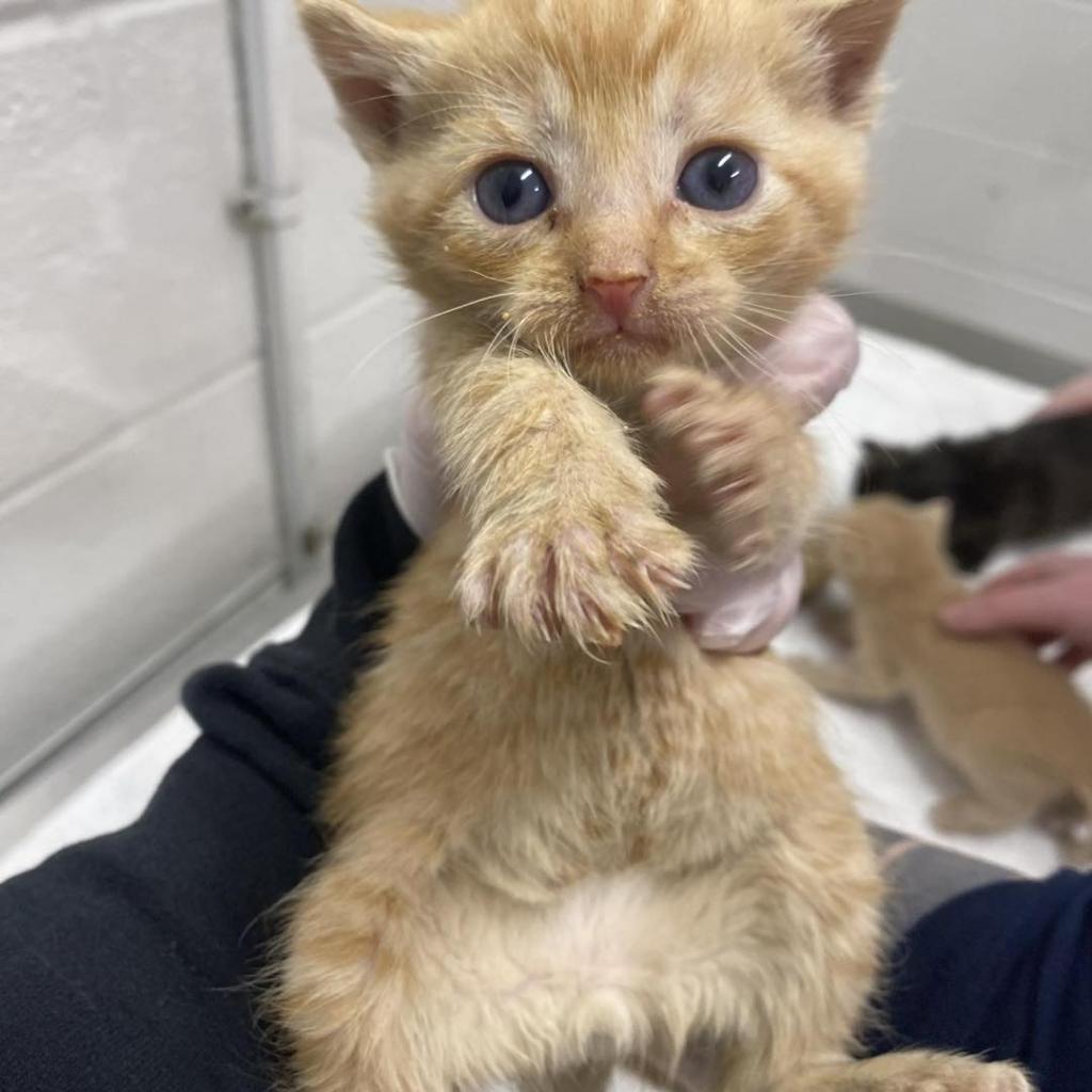 Enlarge Chuckie, a Adoptable Domestic Short Hair in Pasadena , MD image 4/4