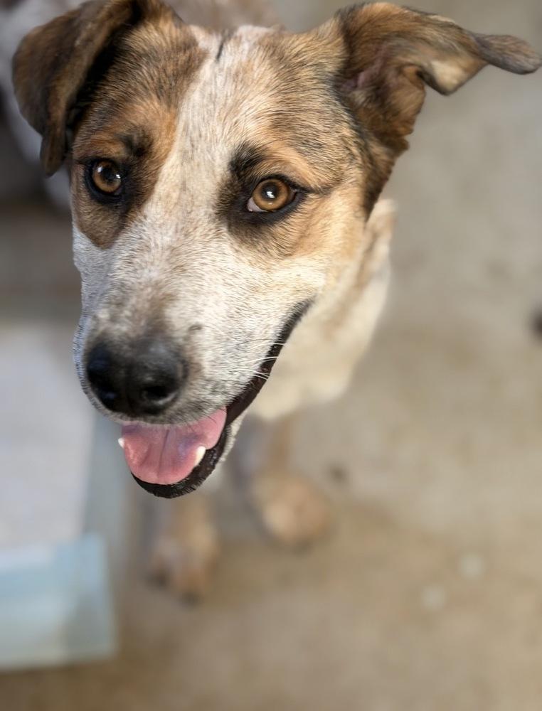 Delilah, Adoptable, Young Female Australian Cattle Dog / Blue Heeler.