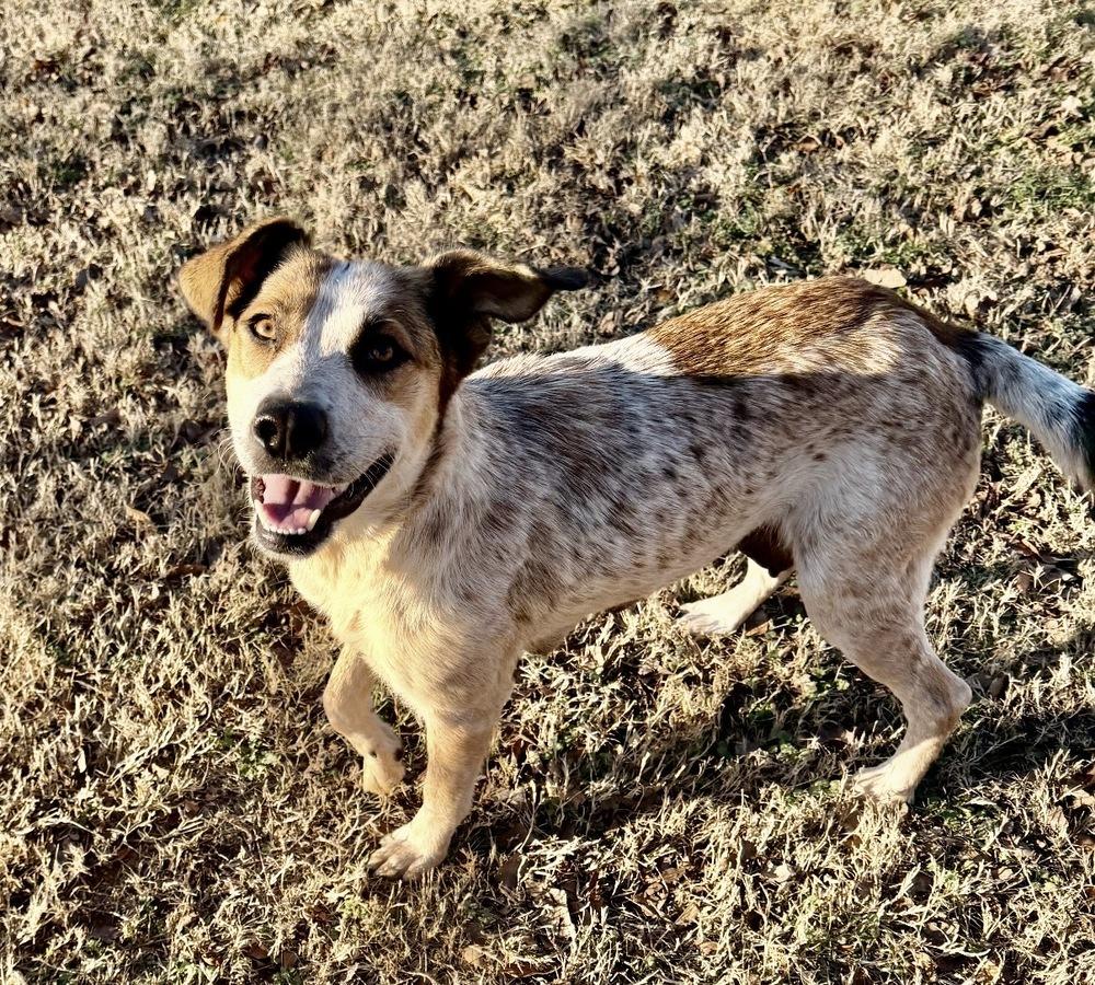 Enlarge Delilah, a Adoptable mixed breed in Tulsa, OK image 2/3