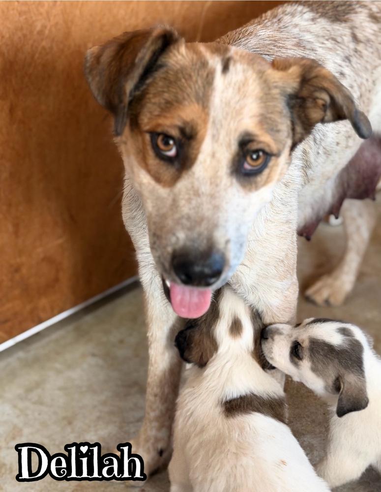 Enlarge Delilah, a Adoptable mixed breed in Tulsa, OK image 3/3