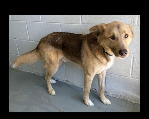 Enlarge Rocky, a ADOPTABLE mixed breed in Bishop, GA image 1/1