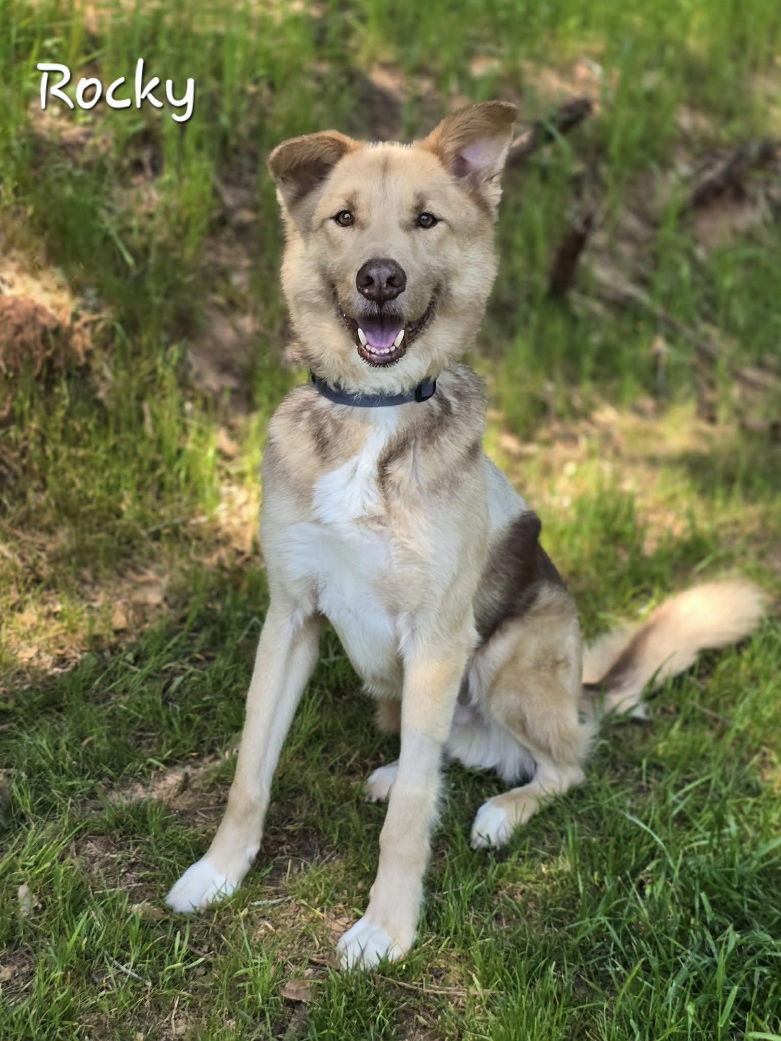 Enlarge Rocky, a ADOPTABLE mixed breed in Bishop, GA image 1/4