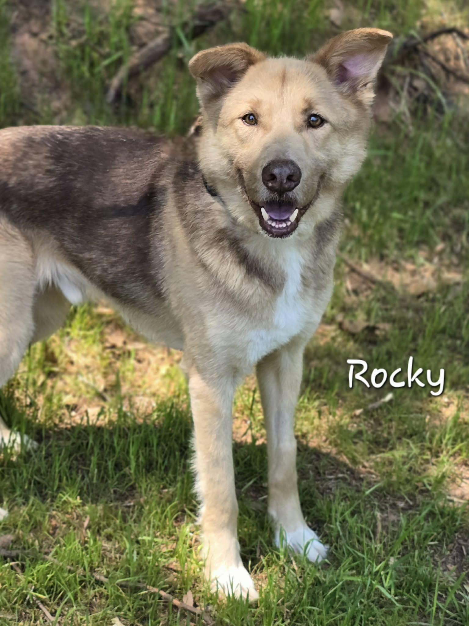 Enlarge Rocky, a ADOPTABLE mixed breed in Bishop, GA image 2/4