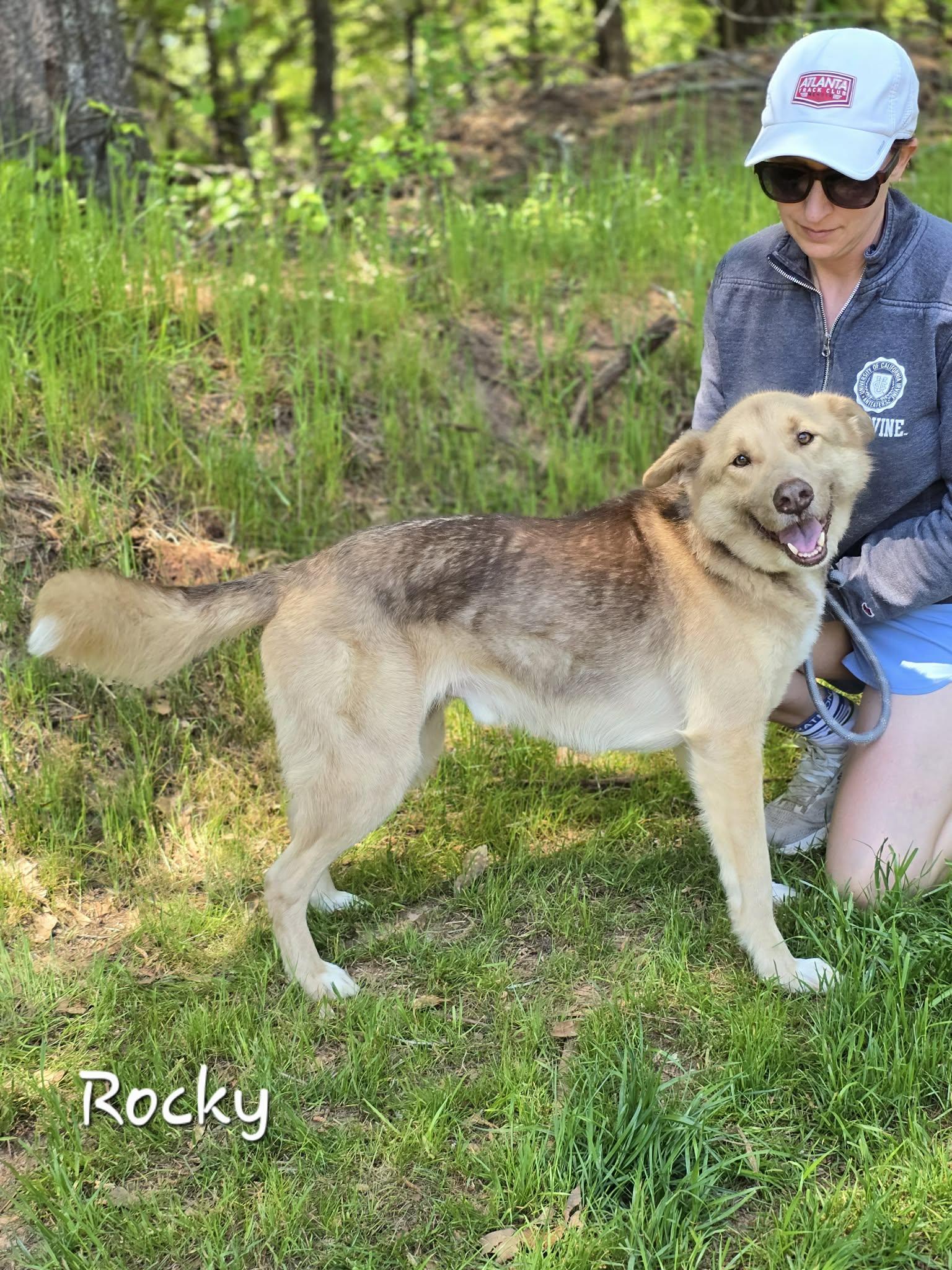 Enlarge Rocky, a ADOPTABLE mixed breed in Bishop, GA image 3/4