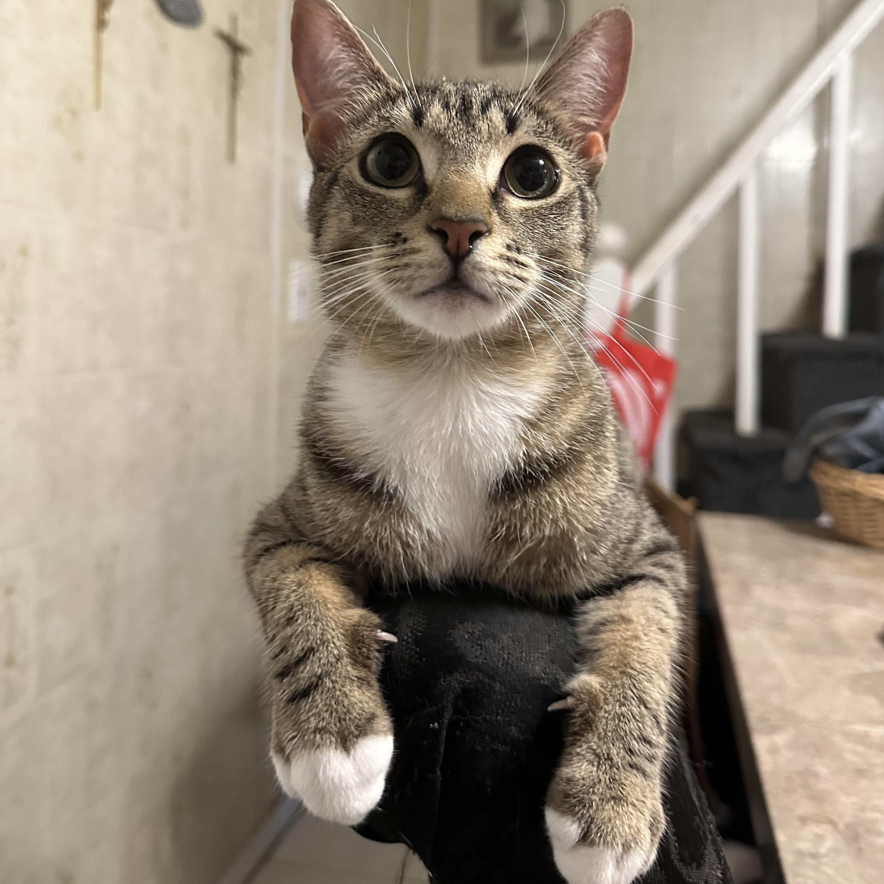 Riley, Adoptable, Young Female Domestic Short Hair.