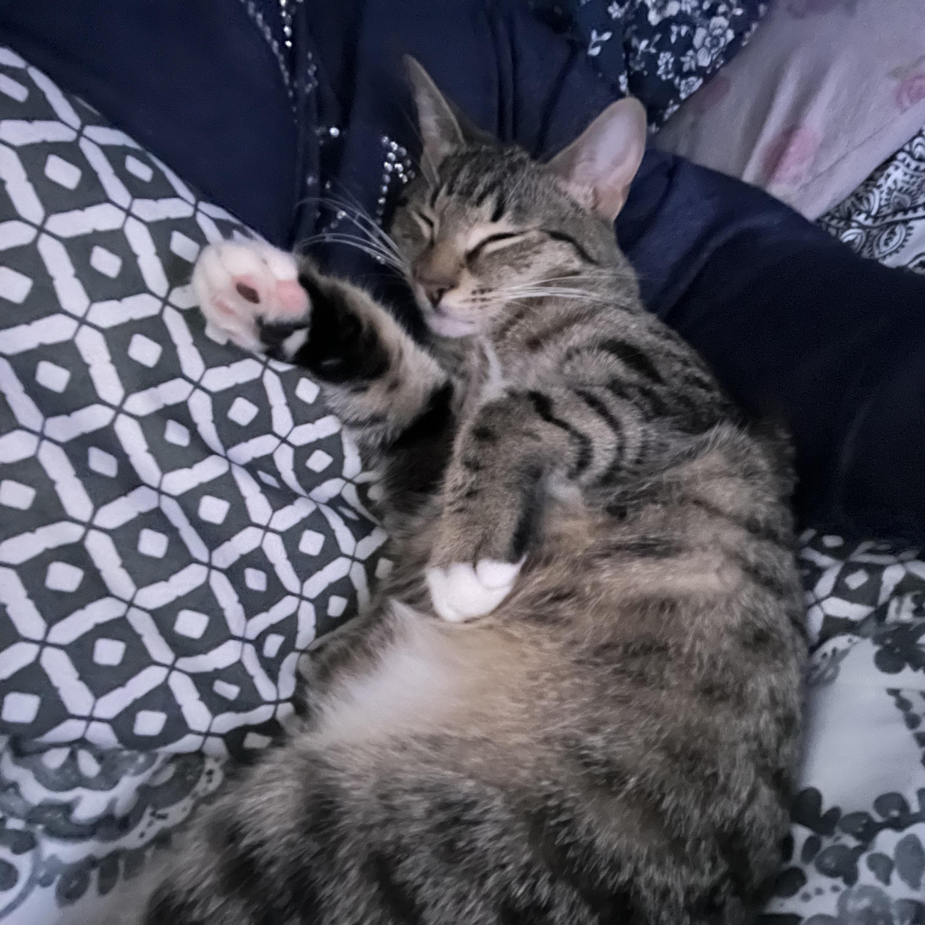 Riley, a Adoptable Domestic Short Hair in Yonkers, NY image 3/3