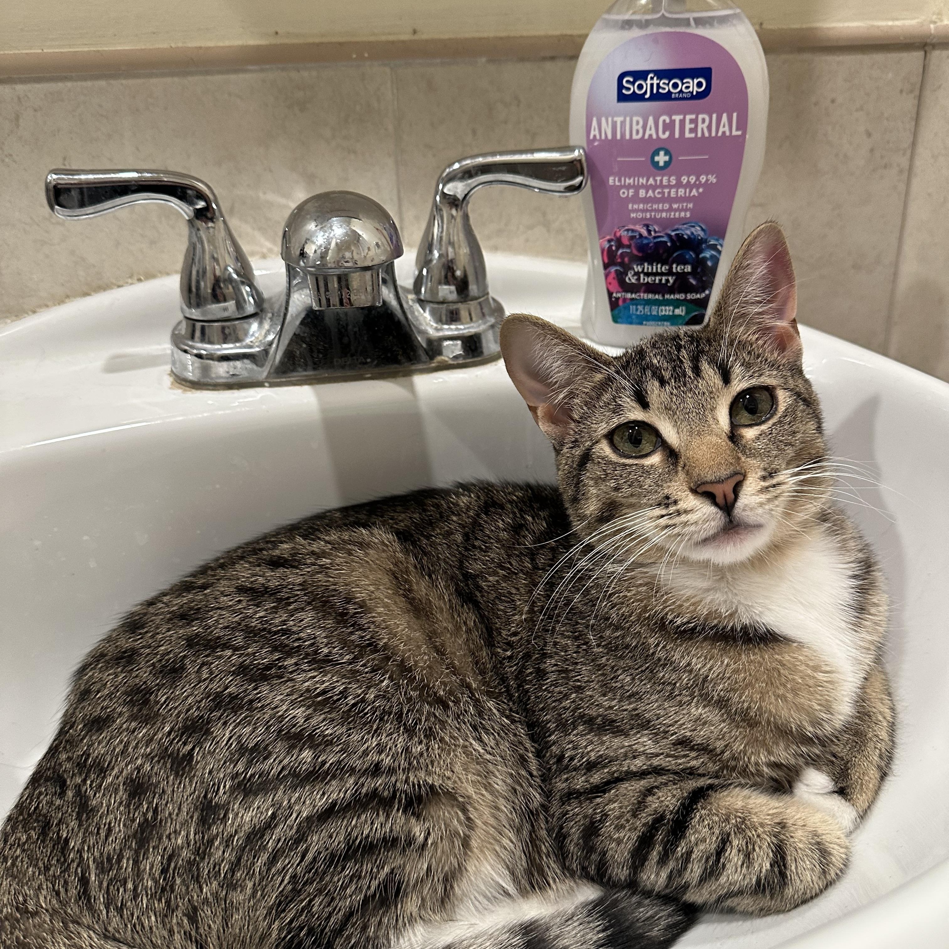 Riley, a Adoptable Domestic Short Hair in Yonkers, NY image 2/3