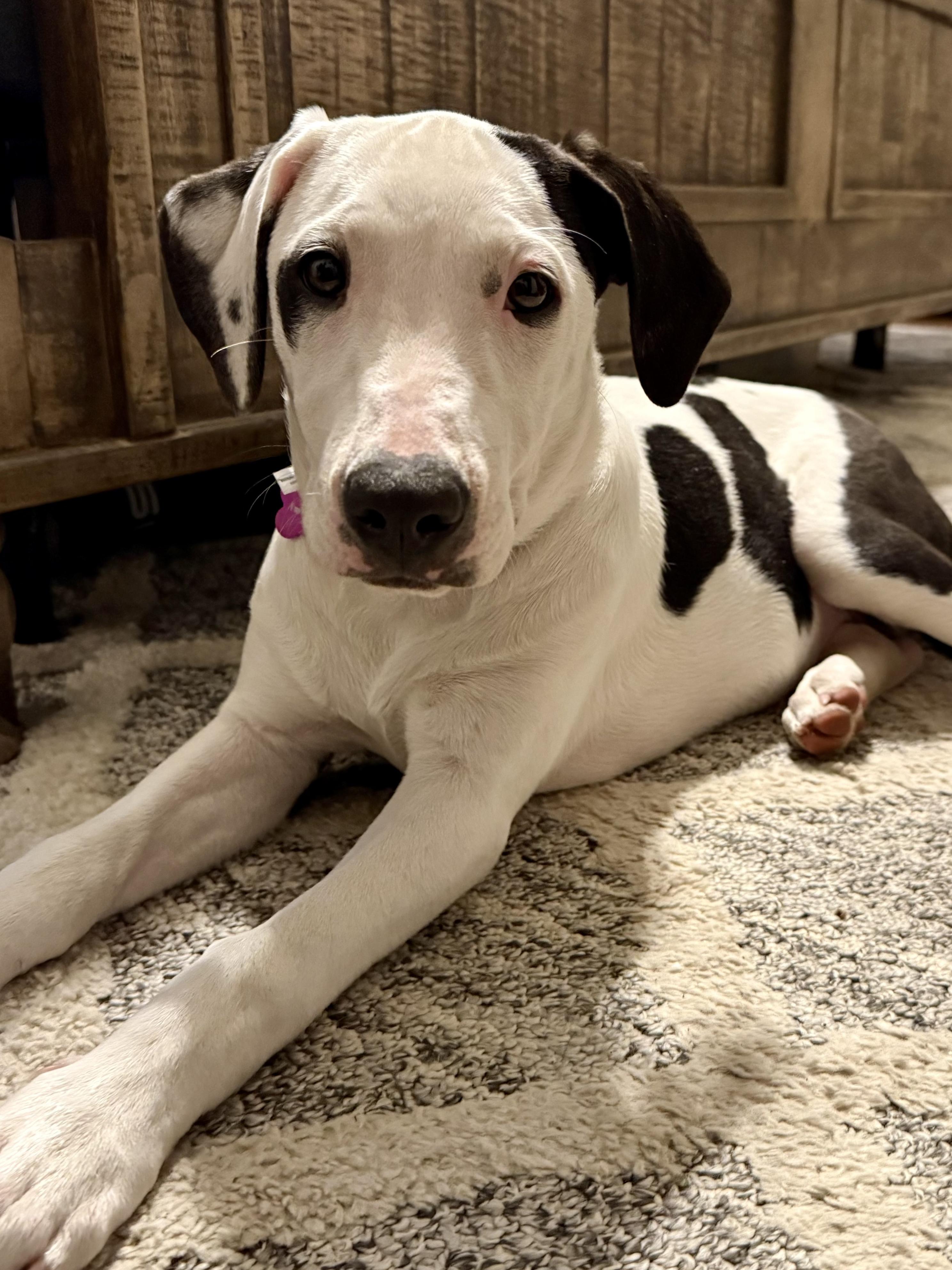 Dottie, adopted, Young Female Mixed Breed.