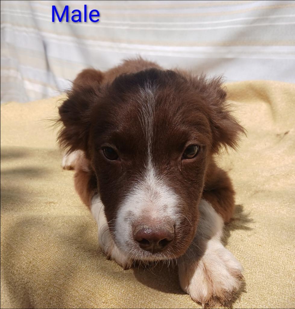 McKenna, Adoptable, Puppy Male Brittany Spaniel & Border Collie.