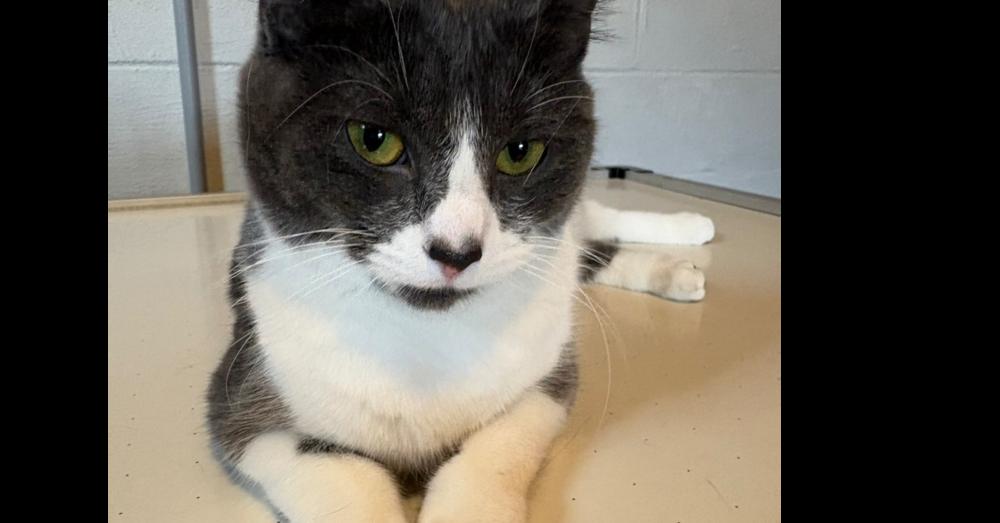 Luna (bonded with Stormie), Adoptable, Young Female Domestic Short Hair.