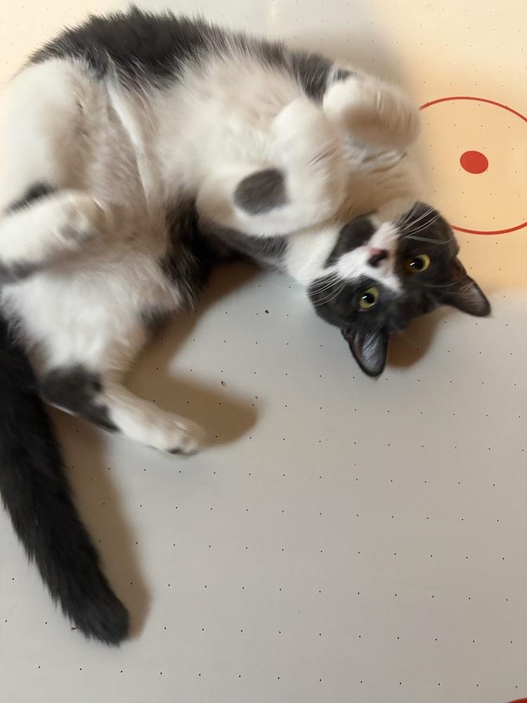 Enlarge Luna (bonded with Stormie), a Adoptable mixed breed in Springdale, PA image 2/6