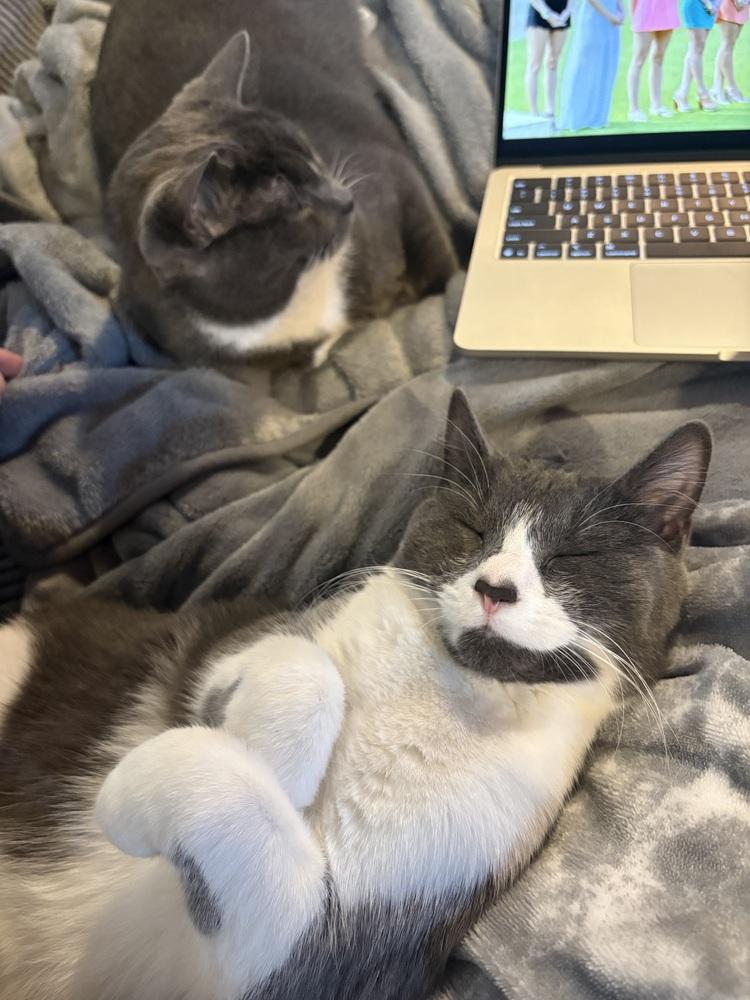 Enlarge Luna (bonded with Stormie), a Adoptable mixed breed in Springdale, PA image 4/6