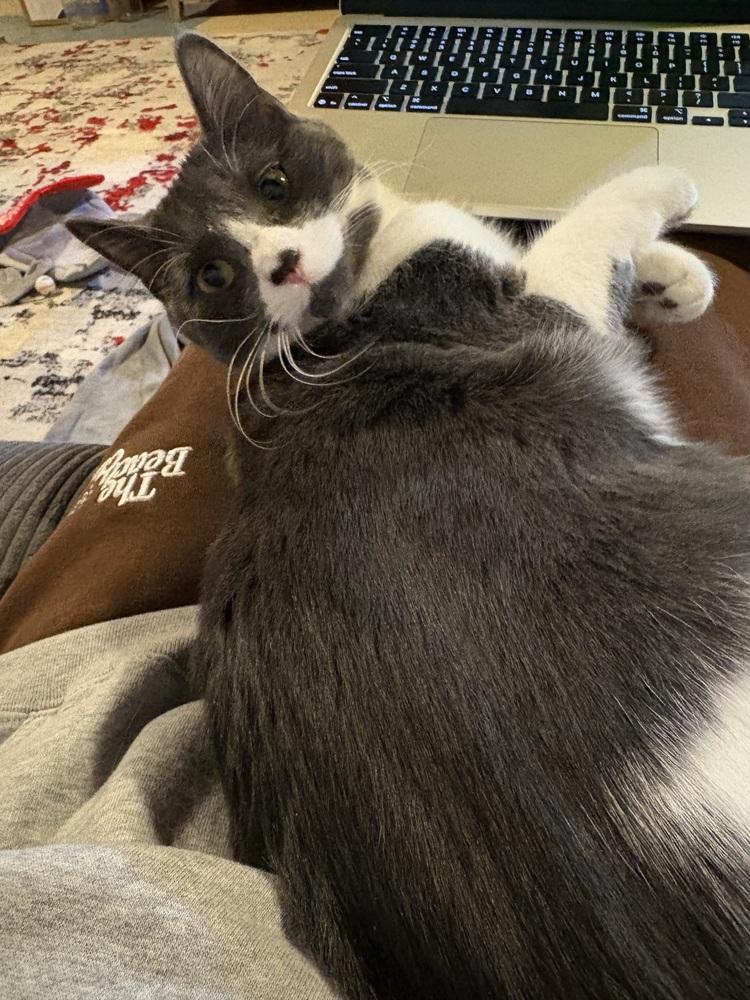 Enlarge Luna (bonded with Stormie), a Adoptable mixed breed in Springdale, PA image 5/6