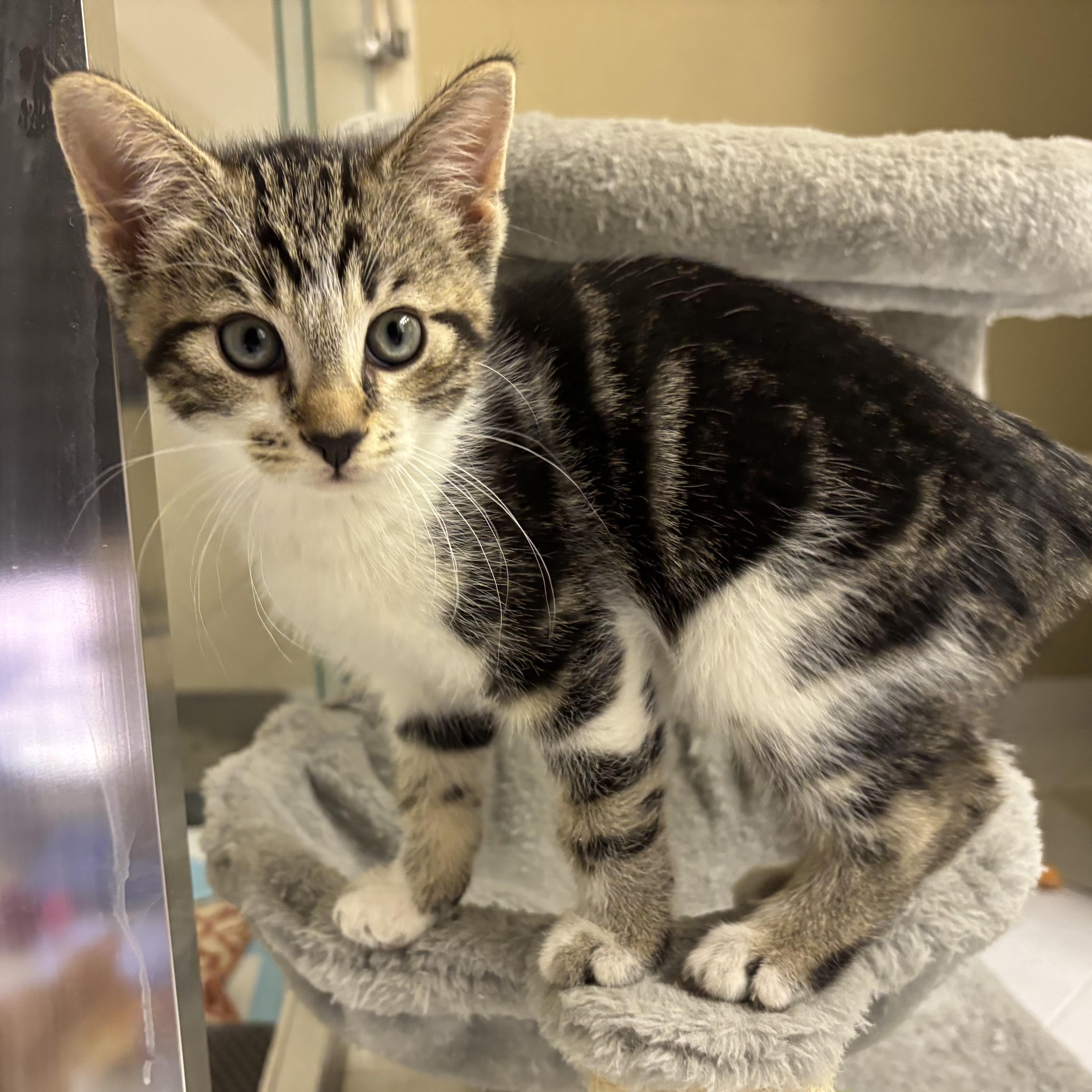 Enlarge Mojo, a Adoptable Domestic Short Hair in jacksonville, FL image 4/5