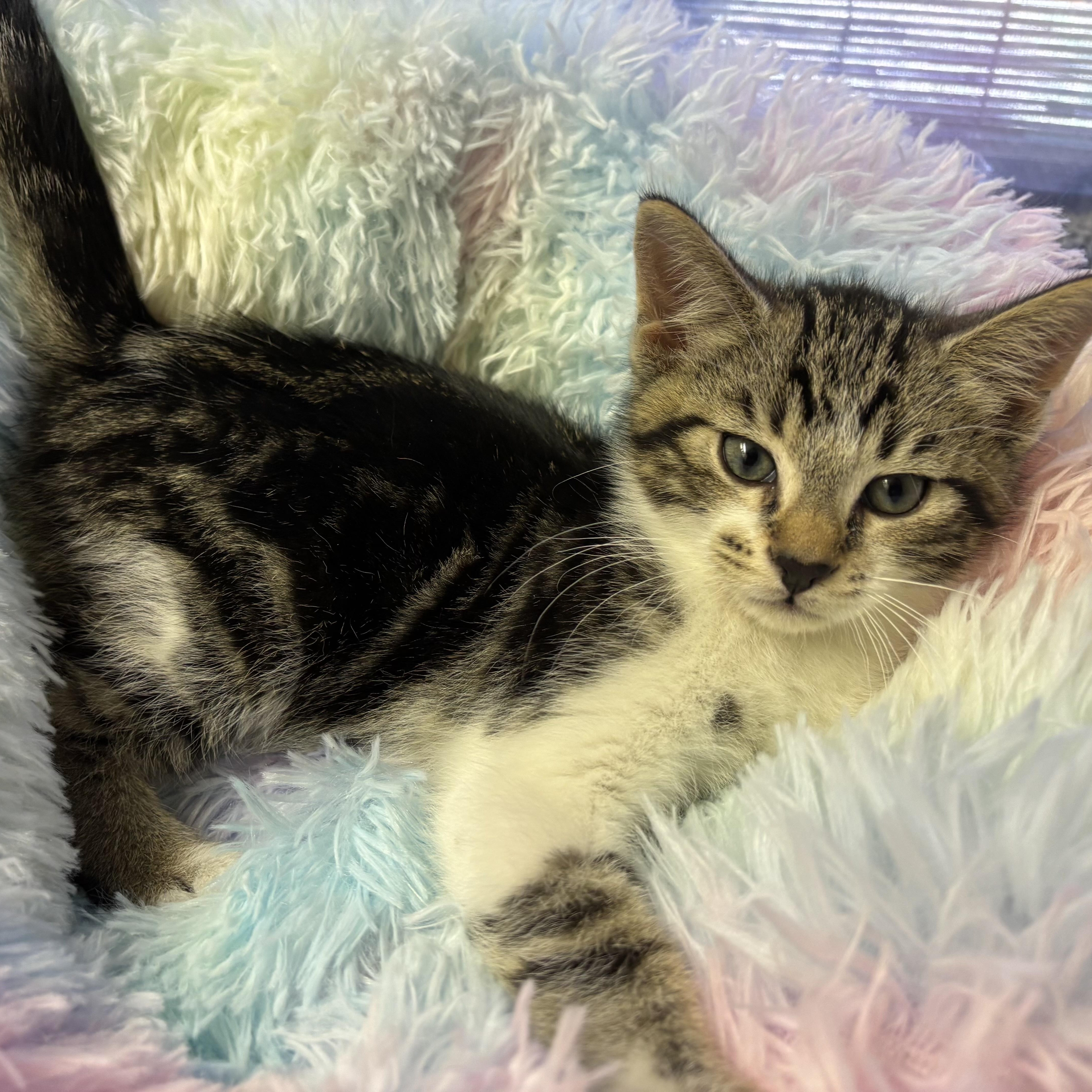 Enlarge Mojo, a Adoptable Domestic Short Hair in jacksonville, FL image 5/5