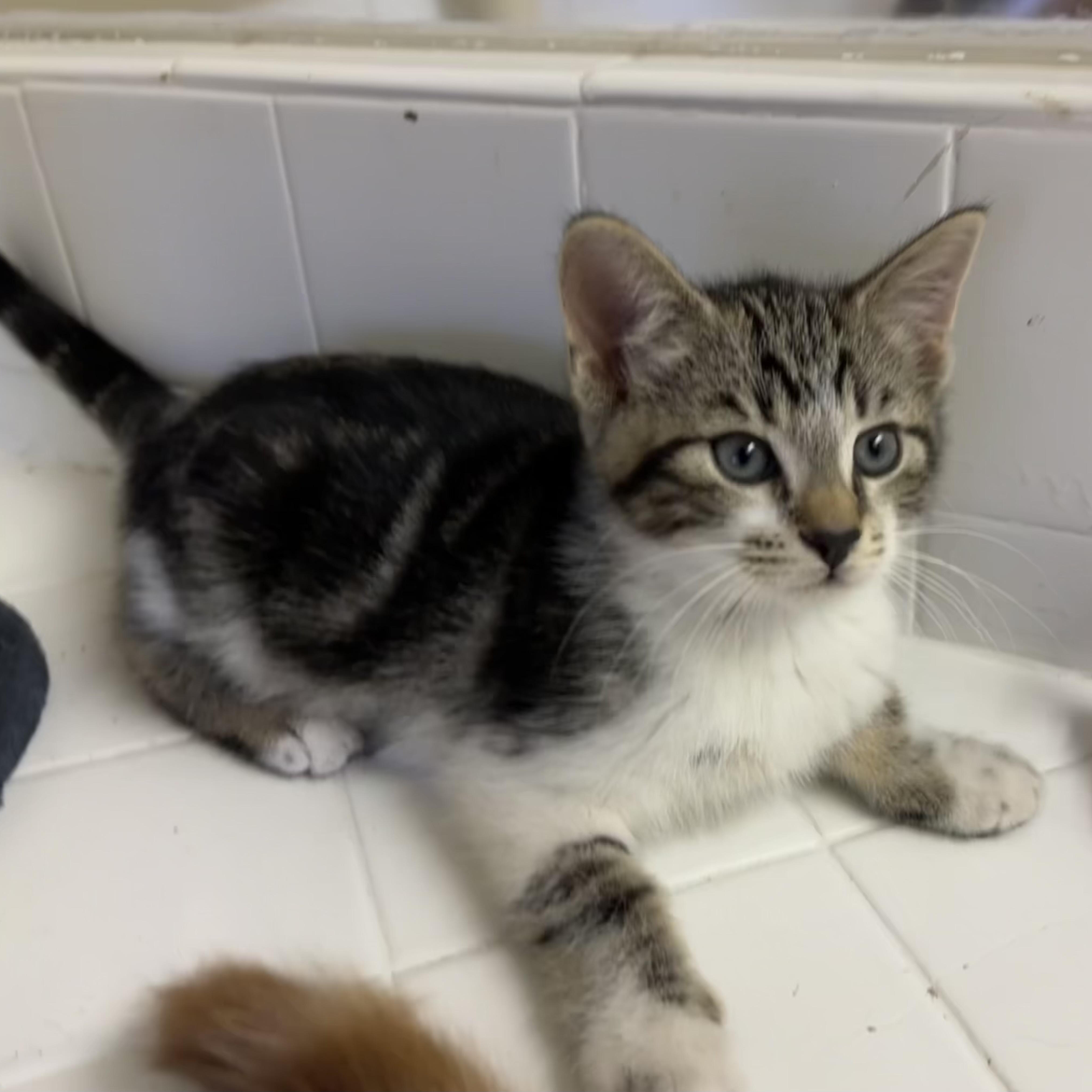 Enlarge Mojo, a Adoptable Domestic Short Hair in jacksonville, FL image 3/5