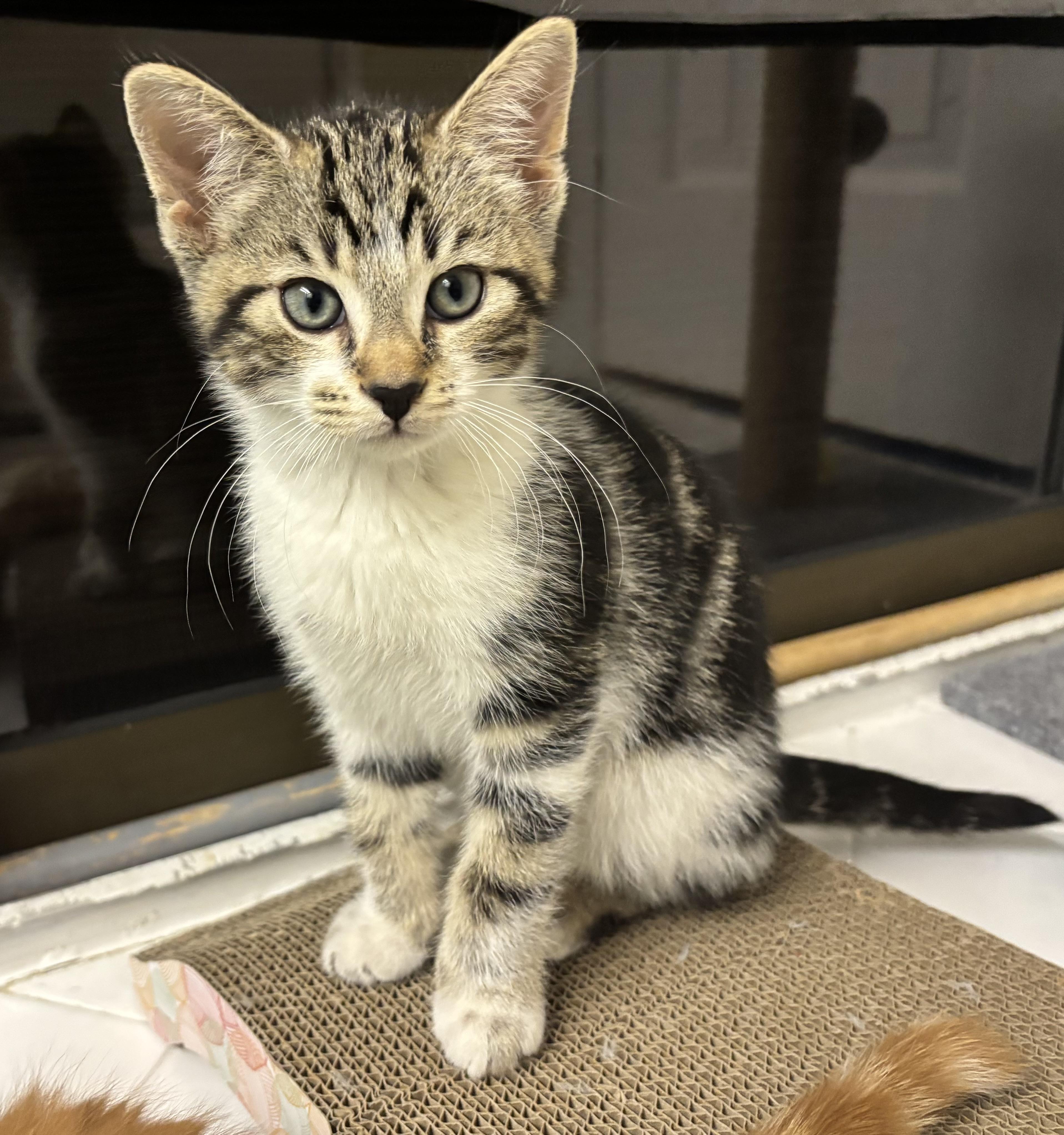 Mojo, Adoptable, Kitten Male Domestic Short Hair.