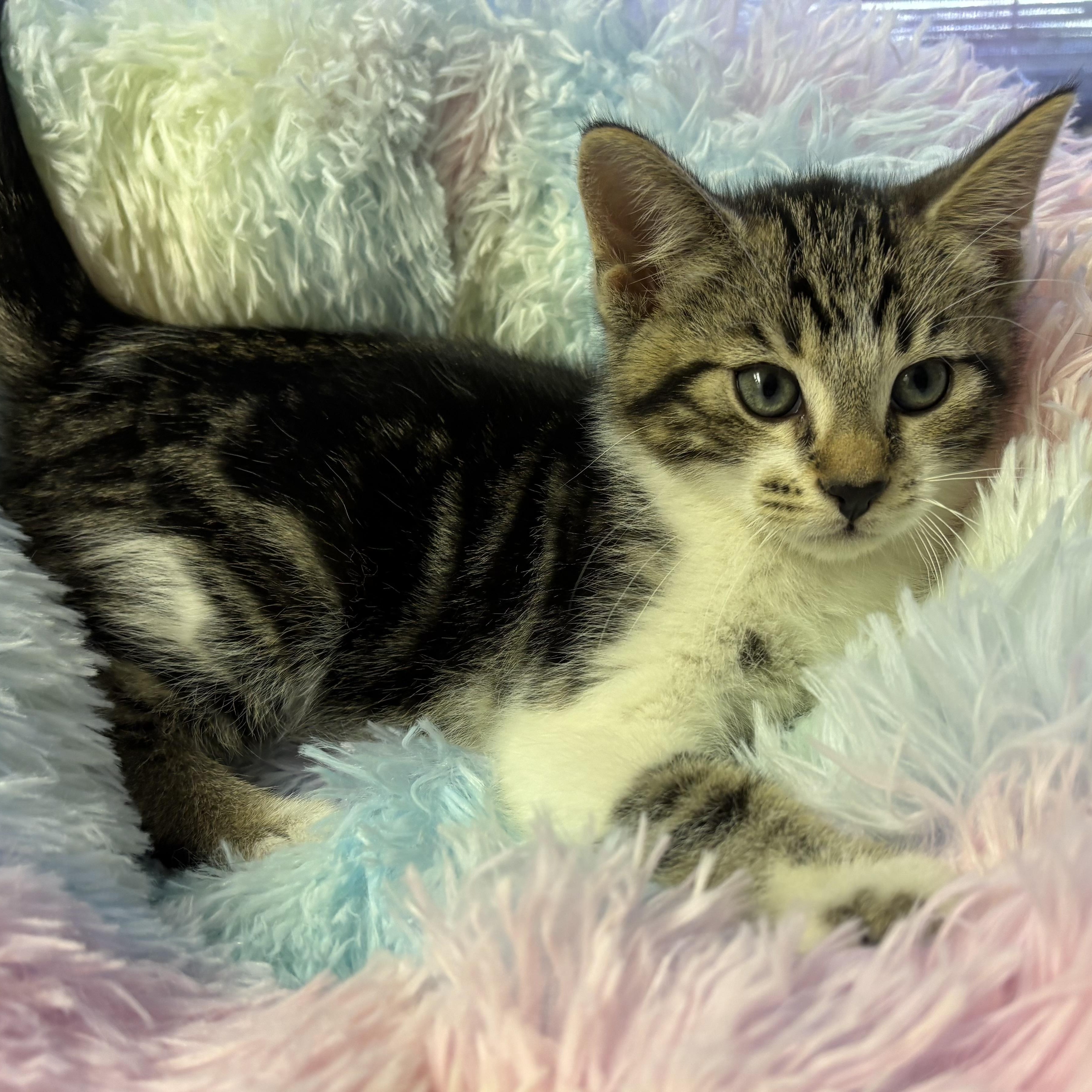 Enlarge Mojo, a Adoptable Domestic Short Hair in jacksonville, FL image 2/5