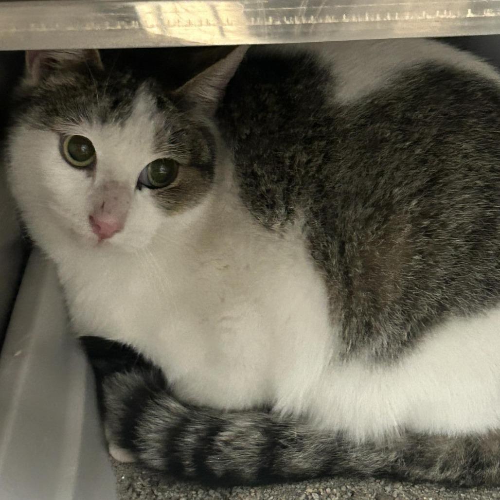 Enlarge 25-1584, a Adoptable Domestic Short Hair in Morgan Hill, CA image 1/1