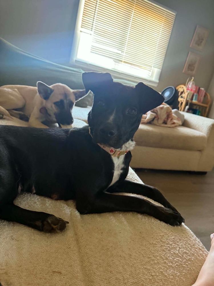 Ginny, Adoptable, Adult Female Labrador Retriever.