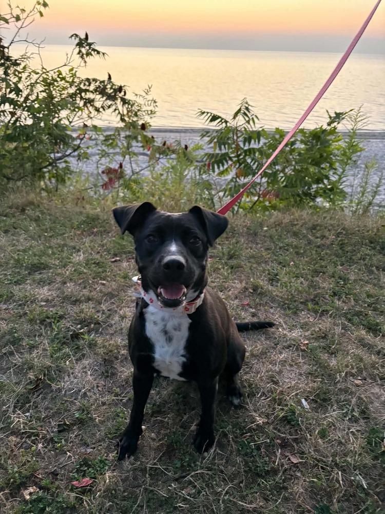 Enlarge Ginny, a Adoptable mixed breed in Amherst, NY image 2/6