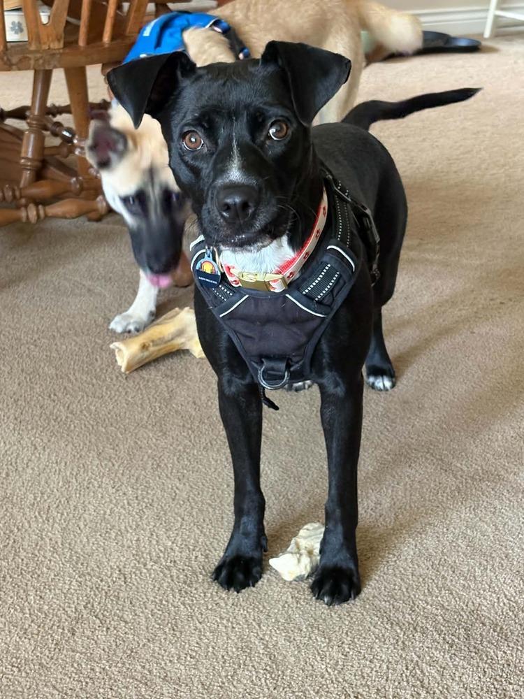 Enlarge Ginny, a Adoptable mixed breed in Amherst, NY image 3/6