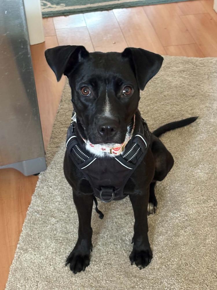 Enlarge Ginny, a Adoptable mixed breed in Amherst, NY image 4/6