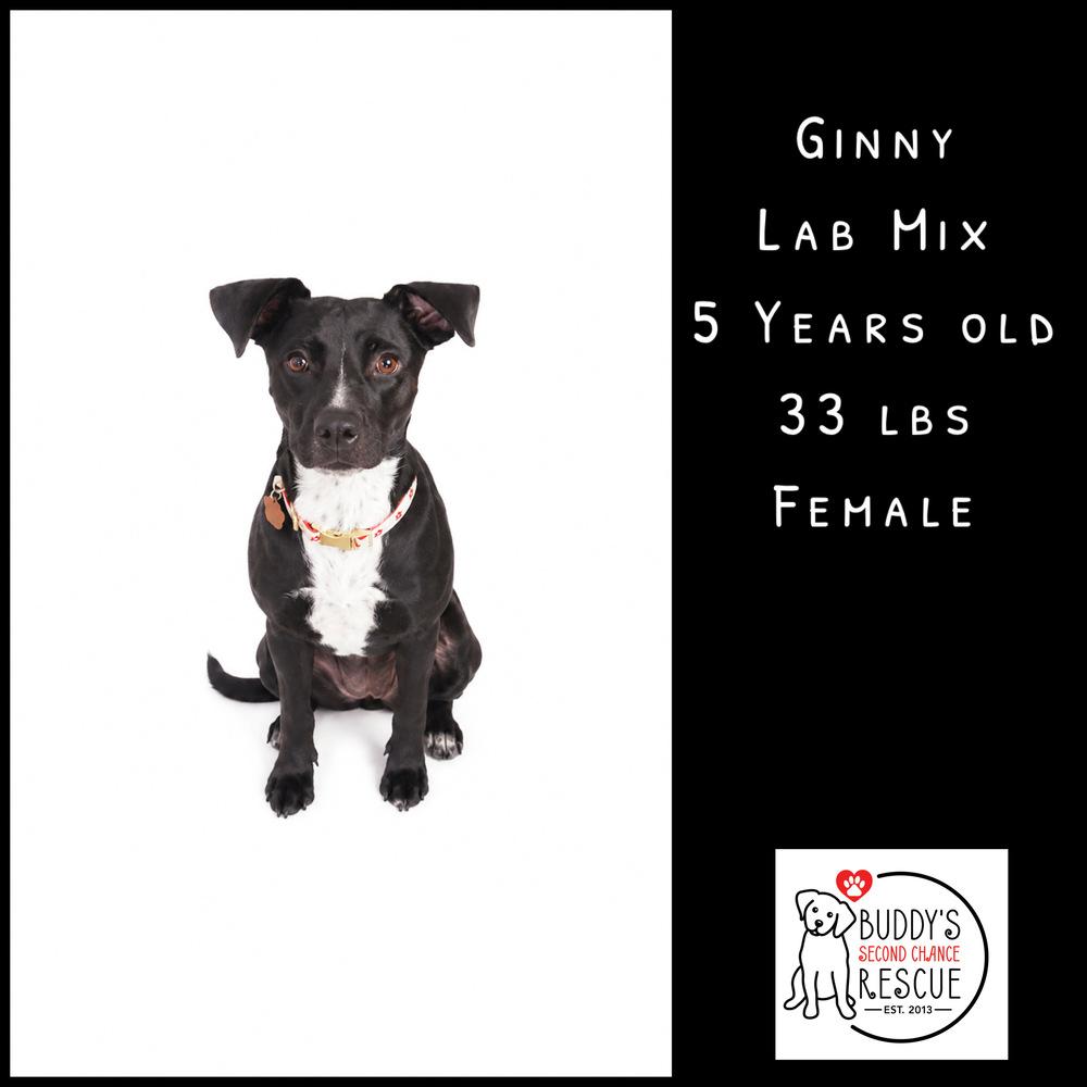 Enlarge Ginny, a Adoptable mixed breed in Amherst, NY image 5/6