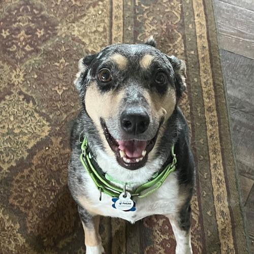 Patsy 21869 Foster Needed, Adoptable, Senior Female Australian Cattle Dog / Blue Heeler.