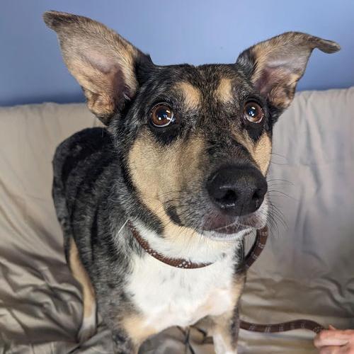 Patsy 21869 Foster Needed, a Adoptable Australian Cattle Dog / Blue Heeler in Minneapolis, MN image 2/6