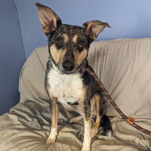 Patsy 21869 Foster Needed, a Adoptable Australian Cattle Dog / Blue Heeler in Minneapolis, MN image 3/6