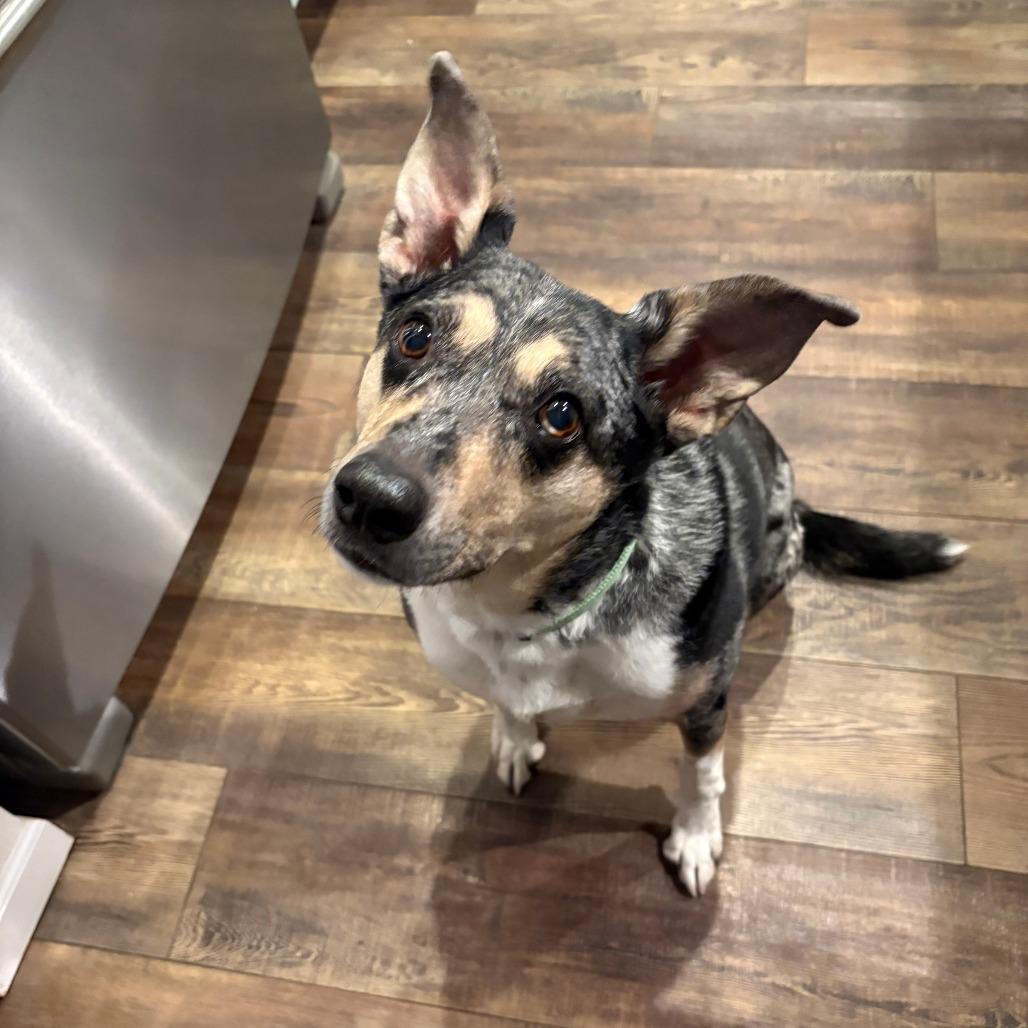 Patsy 21869 Foster Needed, a Adoptable Australian Cattle Dog / Blue Heeler in Minneapolis, MN image 4/6