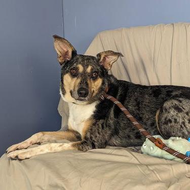 Patsy 21869 Foster Needed, a Adoptable Australian Cattle Dog / Blue Heeler in Minneapolis, MN image 5/6