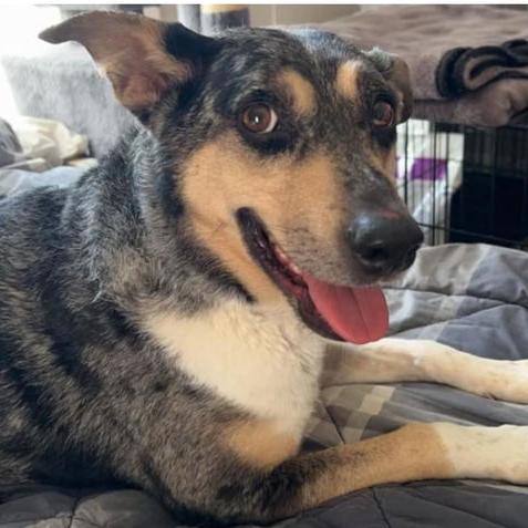 Patsy 21869 Foster Needed, a Adoptable Australian Cattle Dog / Blue Heeler in Minneapolis, MN image 6/6